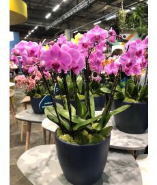 Stunning OrchidArrangement 